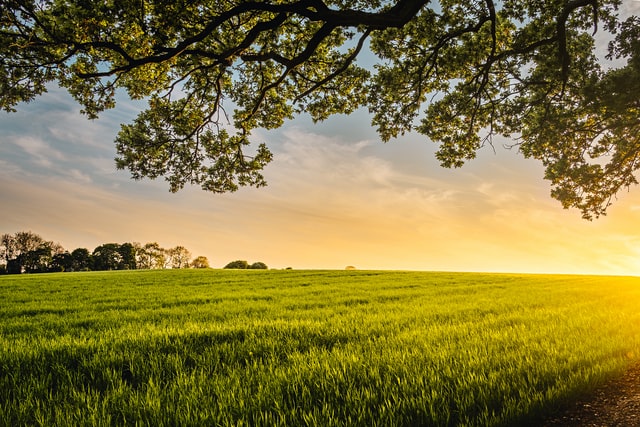 Green Field